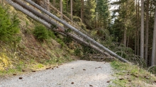 entwurzelte Fichten, Bäume liegen über einem Forstweg / Patscherkofel, Tirol, Austria