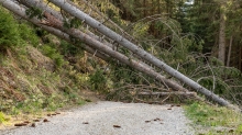 entwurzelte Fichten, Bäume liegen über einem Forstweg / Patscherkofel, Tirol, Austria