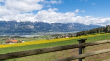 Löwenzahnwiese in Sistrans, Tirol, Austria