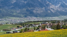 Löwenzahnwiese in Sistrans, Tirol, Austria