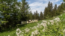 Bienenstock / Patscherkofel, Tirol, Austria
