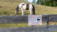 Pferdeweide / Pferde bitte nicht füttern