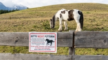 Pferdeweide / Pferde bitte nicht füttern