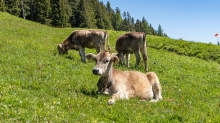 Kälber auf der Patscher Alm,  Patscherkofel, Tirol, Austria