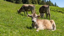 Kälber auf der Patscher Alm,  Patscherkofel, Tirol, Austria