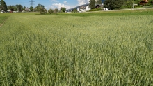 Weizenfeld / Igls, Innsbruck, Tirol, Austria