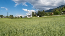 Weizenfeld / Igls, Innsbruck, Tirol, Austria