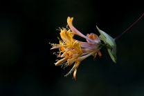 Blüten des Gartengeißblatts / Lonicera caprifolium