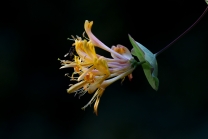 Blüten des Gartengeißblatts / Lonicera caprifolium