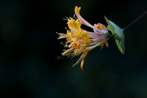 Blüten des Gartengeißblatts / Lonicera caprifolium