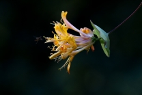 Blüten des Gartengeißblatts / Lonicera caprifolium