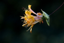 Blüten des Gartengeißblatts / Lonicera caprifolium