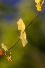 Blätter des Gartengeißblatts / Lonicera caprifolium