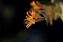 Blüten des Gartengeißblatts / Lonicera caprifolium