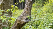 Spinnennetz am Baum, Baumstamm