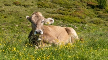 Kühe am Patscherkofel, Tirol, Austria