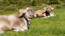 Kühe am Patscherkofel, Tirol, Austria