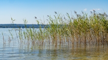 Erholungsgebiet Ambach, Starnberger See, Bayern, Deutschland