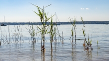 Erholungsgebiet Ambach, Starnberger See, Bayern, Deutschland