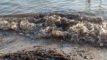 Seeufer / Erholungsgebiet Ambach, Starnberger See, Bayern, Deutschland