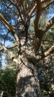 Kiefer, Föhre, Pinus, Pinaceae 
