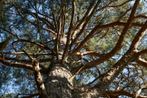 Kiefer, Föhre, Pinus, Pinaceae 
