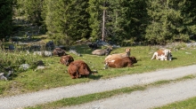 Kühe im Viggartal, Ellbögen, Tirol, Austria