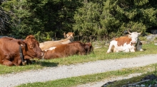Kühe im Viggartal, Ellbögen, Tirol, Austria