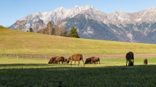 Braunes Bergschaf in Vill, Innsbruck, Tirol, Austria