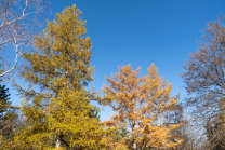 Herbst in Igls, Gsetzbichl, Innsbruck, Tirol, Austria