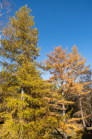 Herbst in Igls, Gsetzbichl, Innsbruck, Tirol, Austria