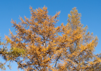 Herbst in Igls, Gsetzbichl, Innsbruck, Tirol, Austria