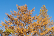 Herbst in Igls, Gsetzbichl, Innsbruck, Tirol, Austria