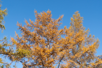 Herbst in Igls, Gsetzbichl, Innsbruck, Tirol, Austria