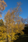 Herbst in Igls, Gsetzbichl, Innsbruck, Tirol, Austria