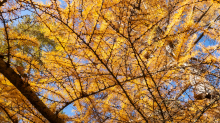 Herbst in Igls, Gsetzbichl, Innsbruck, Tirol, Austria