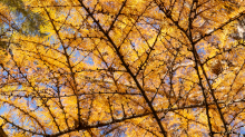 Herbst in Igls, Gsetzbichl, Innsbruck, Tirol, Austria