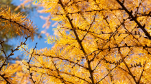 Herbst in Igls, Gsetzbichl, Innsbruck, Tirol, Austria