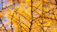 Herbst in Igls, Gsetzbichl, Innsbruck, Tirol, Austria