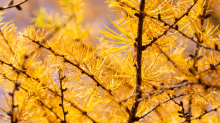 Herbst in Igls, Gsetzbichl, Innsbruck, Tirol, Austria