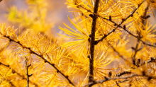 Herbst in Igls, Gsetzbichl, Innsbruck, Tirol, Austria