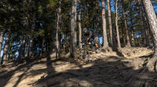 Mountainbiker, Downhiller /  Viller Kopf, Paschberg, Vill, Innsbruck, Tirol, Austria