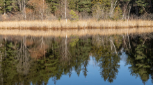 Seerosenweiher im Herbst, Lans, Tirol, Austria