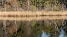 Seerosenweiher im Herbst, Lans, Tirol, Austria