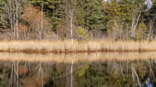 Seerosenweiher im Herbst, Lans, Tirol, Austria