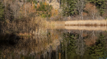 Seerosenweiher im Herbst, Lans, Tirol, Austria