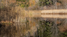 Seerosenweiher im Herbst, Lans, Tirol, Austria