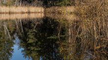 Seerosenweiher im Herbst, Lans, Tirol, Austria