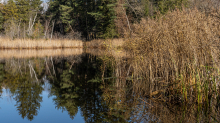 Seerosenweiher im Herbst, Lans, Tirol, Austria