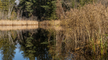 Seerosenweiher im Herbst, Lans, Tirol, Austria